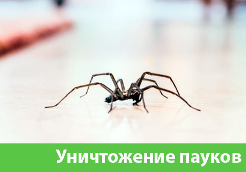 Избавиться от пауков в городе Волжск