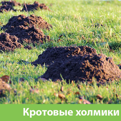 Кроты на участке в Волжске