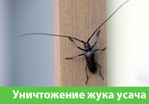 Обработка от жука усача в городе Волжск