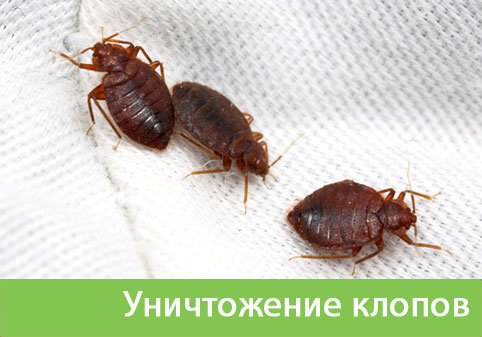 Уничтожение клопов в городе Волжск
