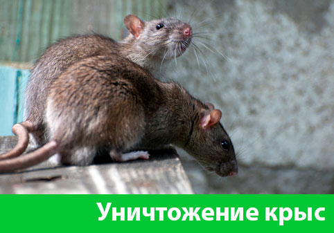 Уничтожение крыс в городе Волжск