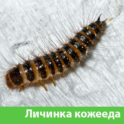 Личинка Кожееда в Волжске