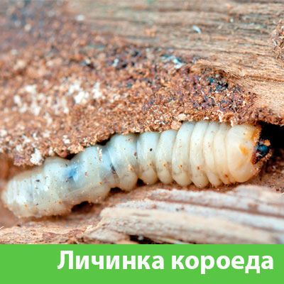 Уничтожение личинок короеда в Волжске