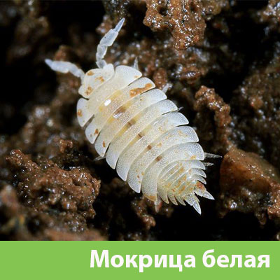 Мокрица в Волжске фото