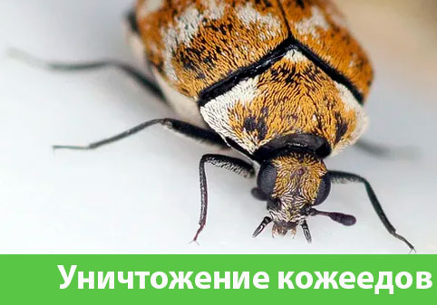 Обработка от кожееда в городе Волжск 