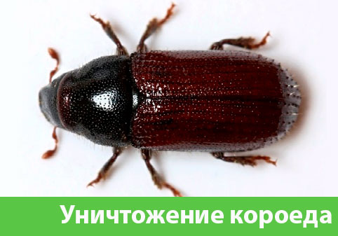 Обработка от древоточца в городе Волжск