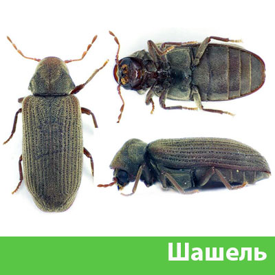 Обработка от шашеля в городе Волжск