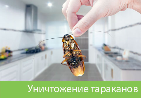 Уничтожение тараканов в городе Волжск