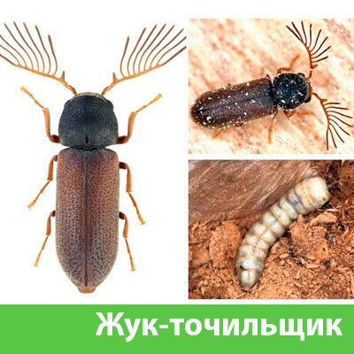 Уничтожение точильщика и личинок в Волжске