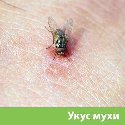 Уничтожение мух в Волжске