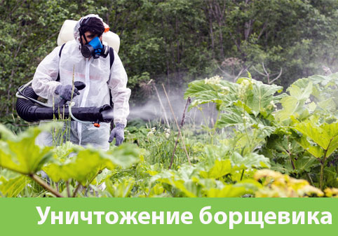 Уничтожение Борщевика в городе Волжск