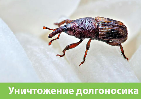 Уничтожение долгоносиков в городе Волжск