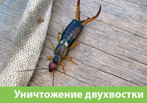 Уничтожение двухвостки в городе Волжск