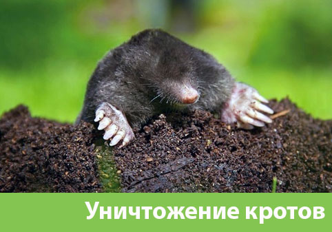 Уничтожение кротов в городе Волжск