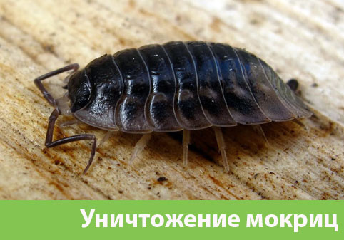Мокрицы в квартире в городе Волжск