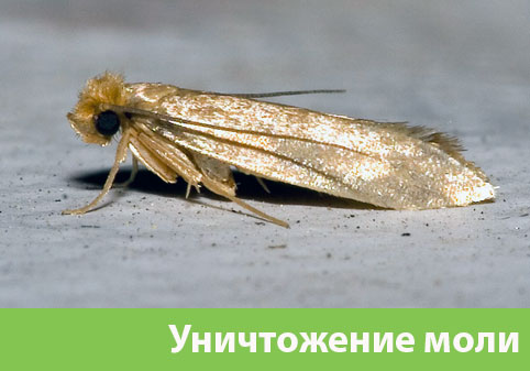 Уничтожение моли в городе Волжск 