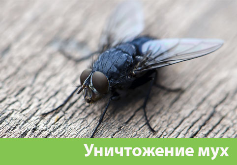 Уничтожение мух в городе Волжск