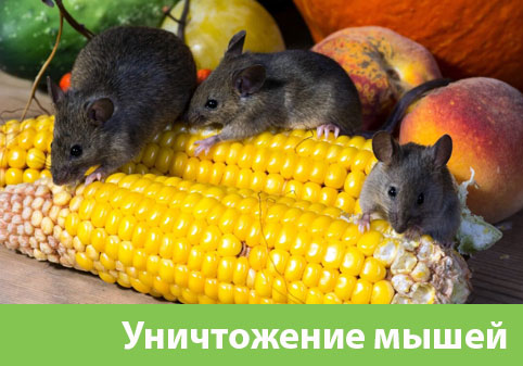 Уничтожение мышей в Волжске